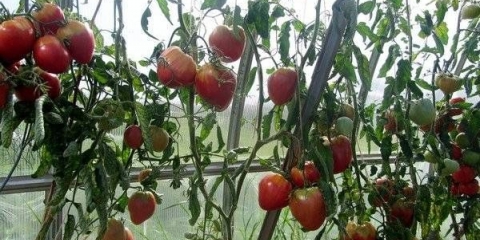 Paradajz orlovsko srce: recenzije, fotografije, prinos